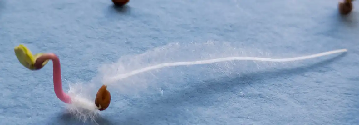 Advancements-in-Seed-and-Seedling-Phenotyping Seedling germinated on paper