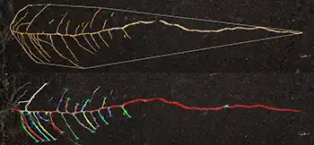 Root phenotyping image analysis