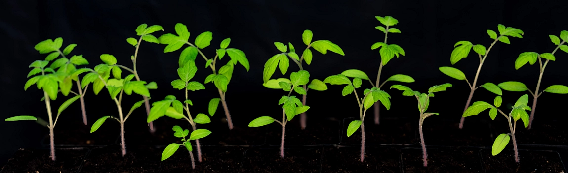 Tomato plants