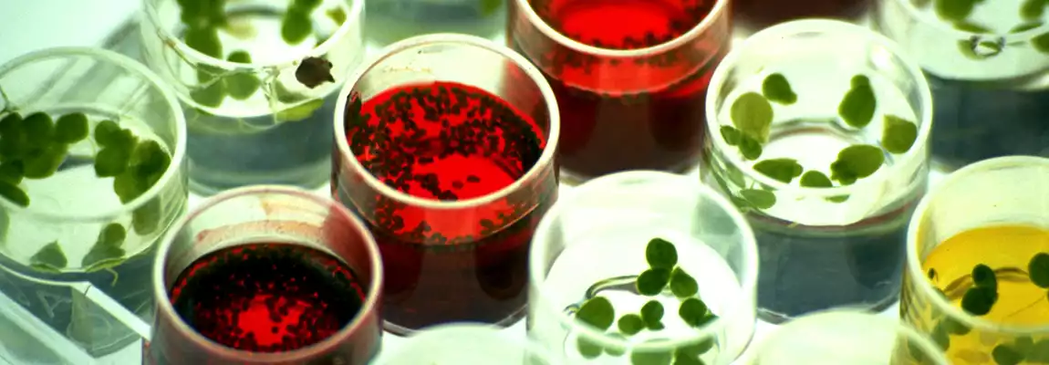 Review Paper on Ecotoxicology